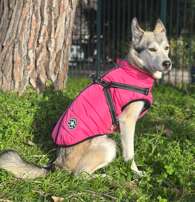 Le Manteau Fashion par RedCatPet™