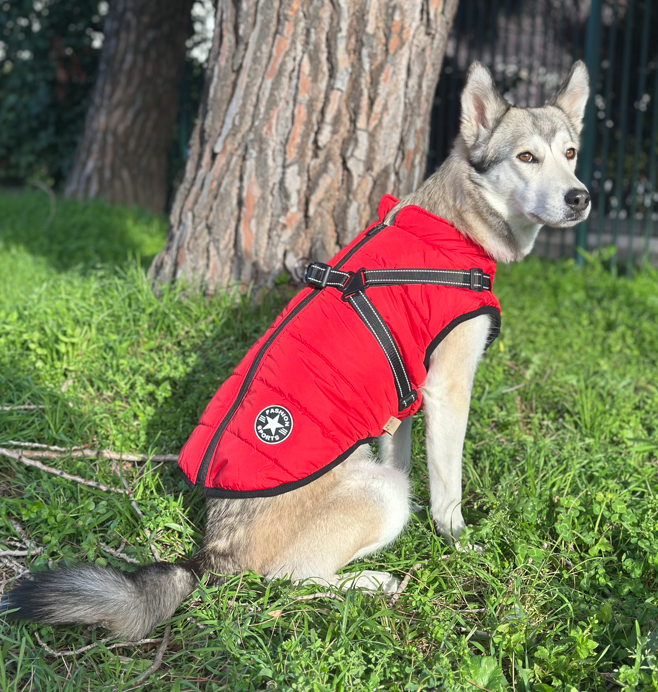 Le Manteau Fashion par RedCatPet™